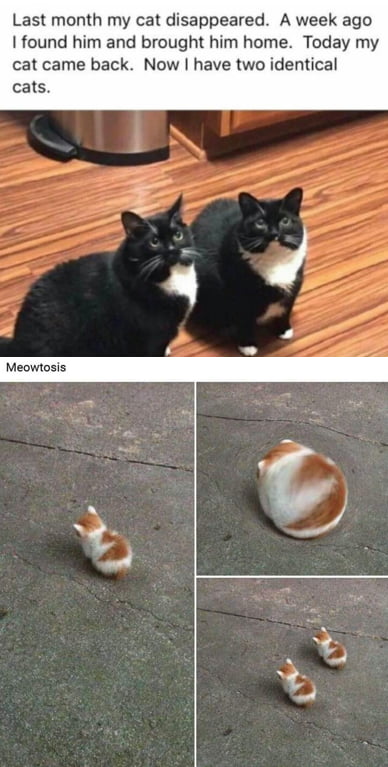 Meowtosis - 9GAG