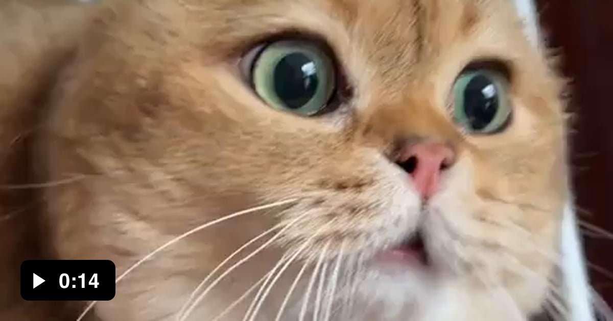 Can any translator tell me about what the cat is saying - 9GAG