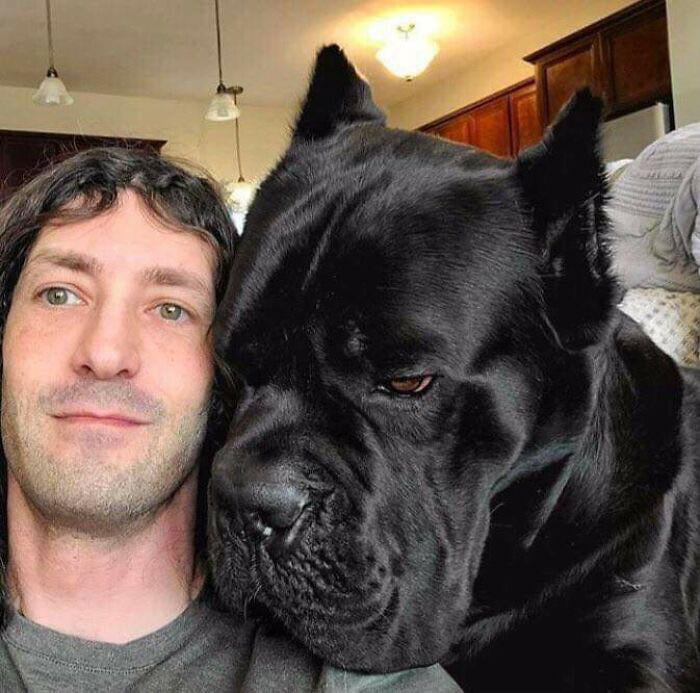 Cane Corso Latin For The Bodyguard Dog Were Originally Ancient Rome s 