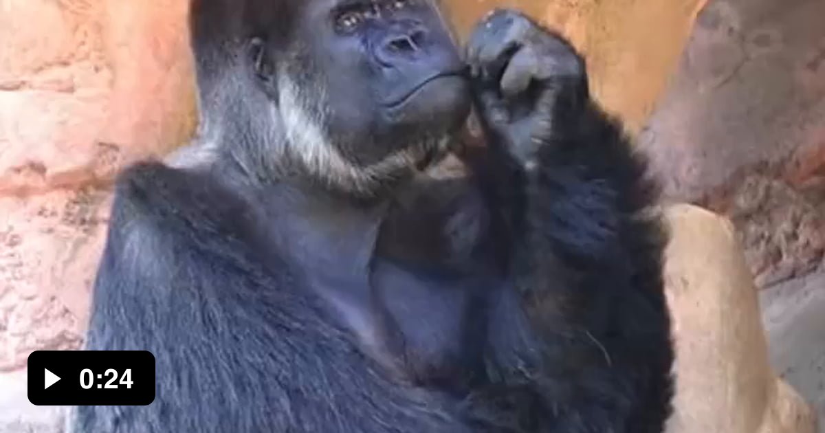 critical thinking test gorilla