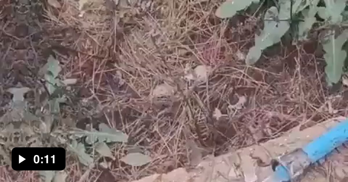 Frozen Garden Hose 9GAG