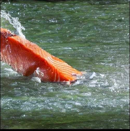 Ai Art Of A Salmon Swimming Upstream Gag