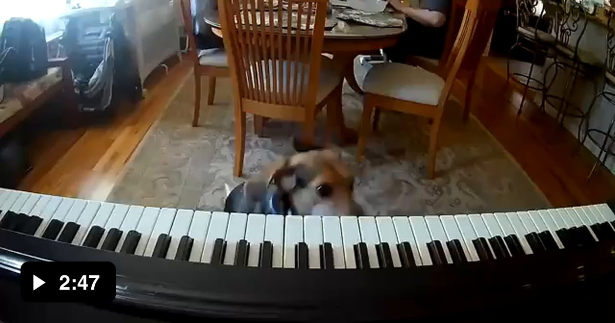 Dog sings while playing the piano - 9GAG