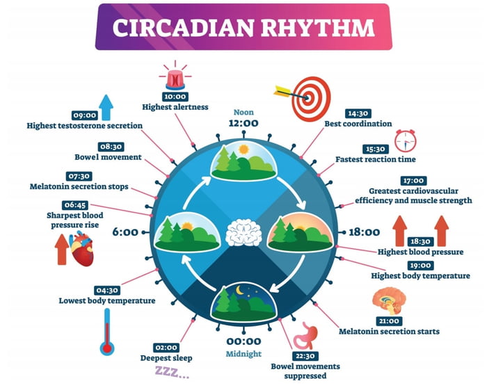 what-do-you-think-about-circadian-rhythm-9gag