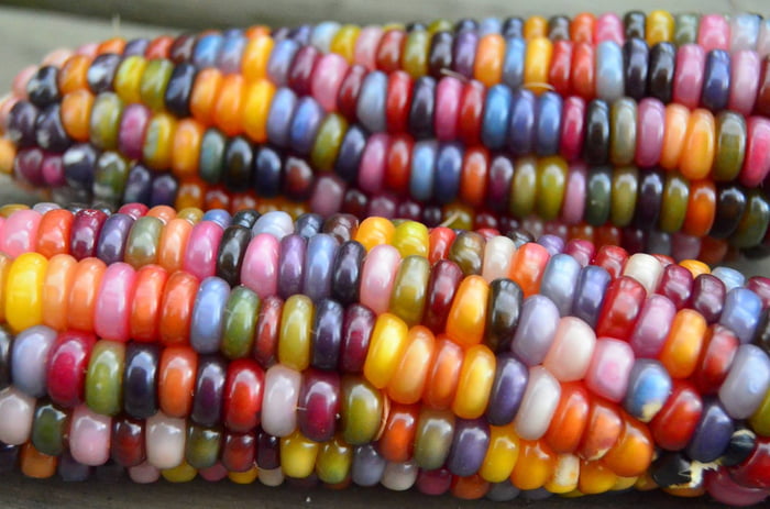 Rainbow corn - 9GAG