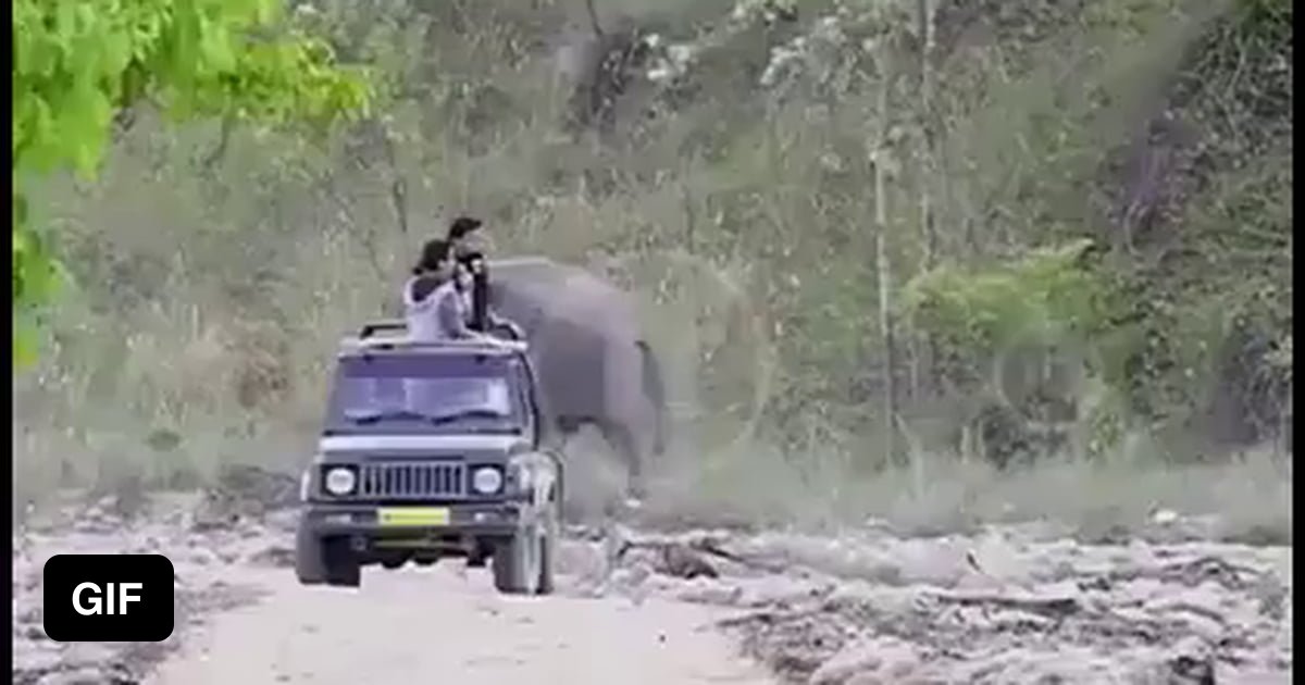 Elephant pranking and mocking humans 9GAG