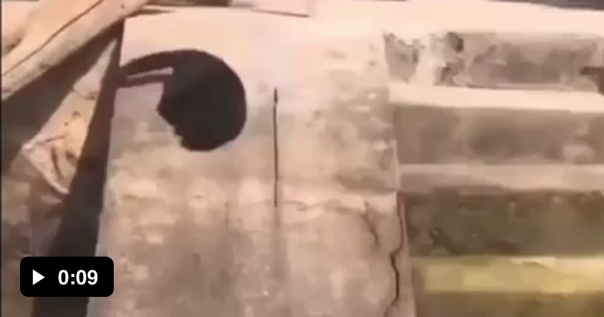 Cat slides down 9GAG