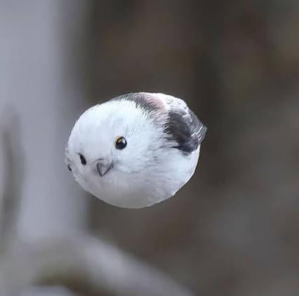 A Long Tailed Tit In Mid Flight 9GAG