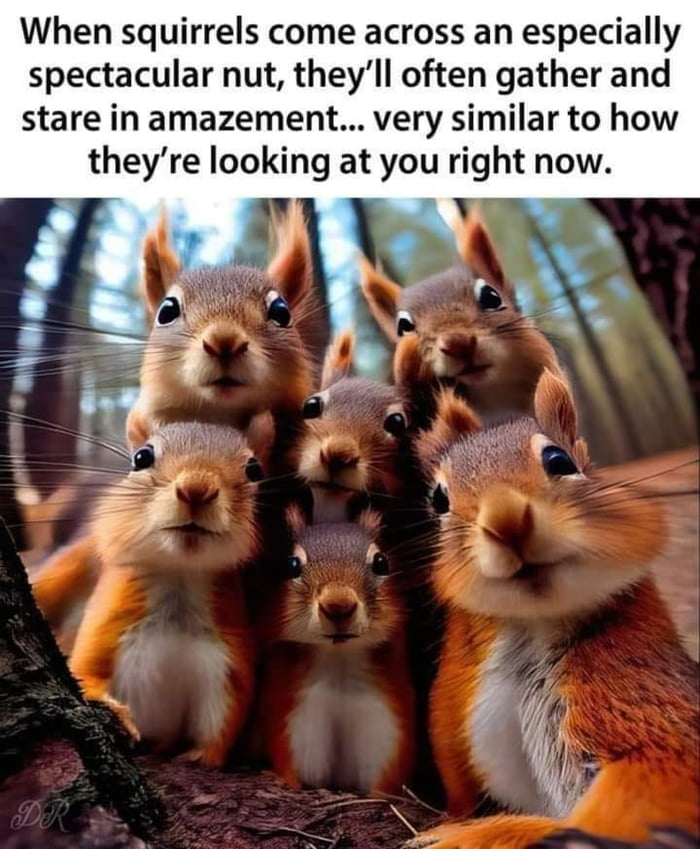 How Do Squirrels Find Buried Nuts