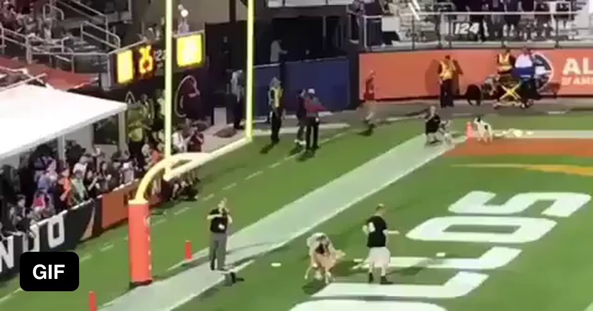 Dog breaks world record by catching 83 yard frisbee toss 9GAG