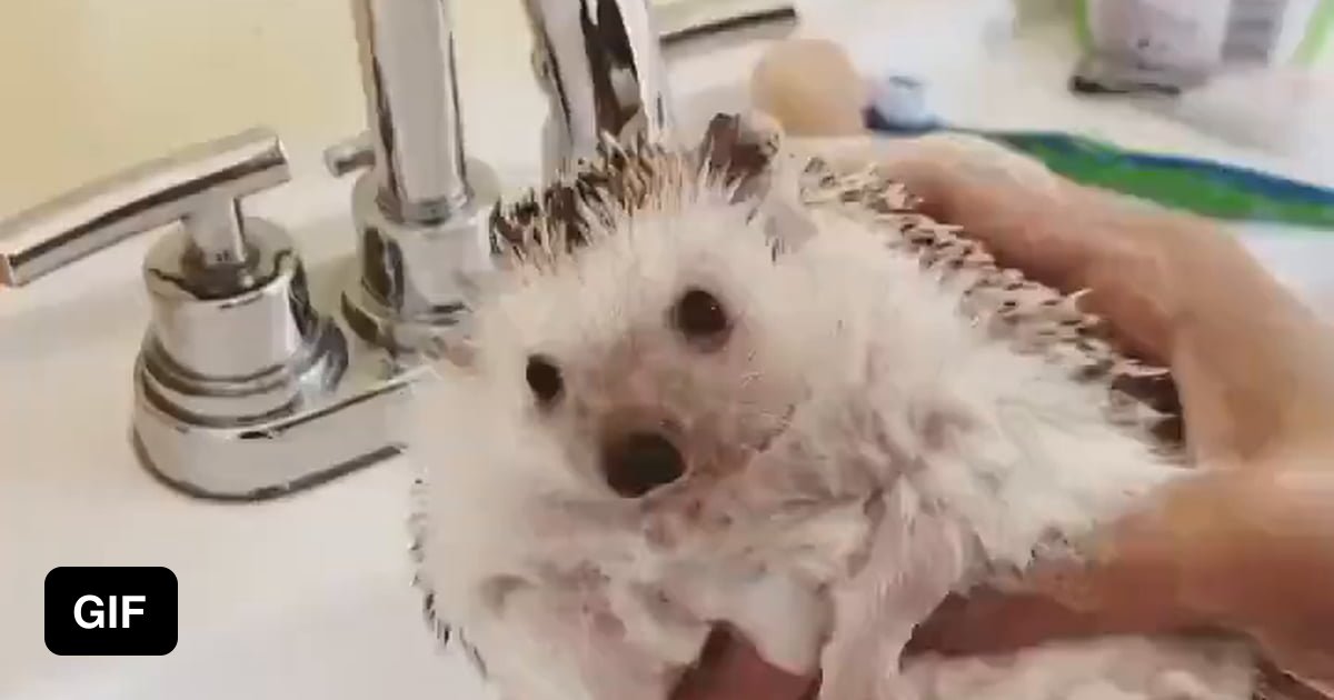 Wash your hedgehog everyday 9GAG