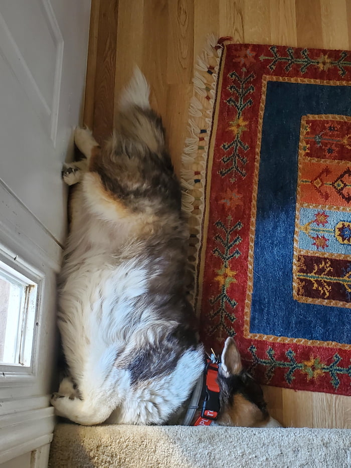 How does she sleep like this? 9GAG