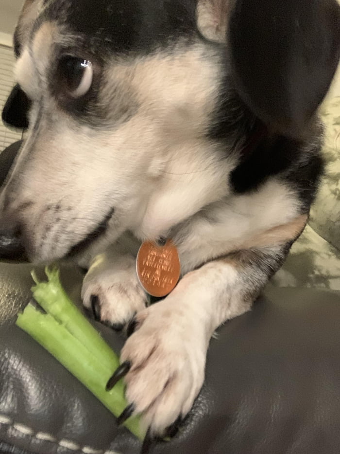Does your dog eat celery? 9GAG
