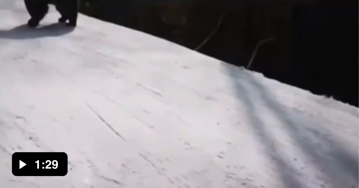 Man gets chased by a bear skiing in Romania 9GAG
