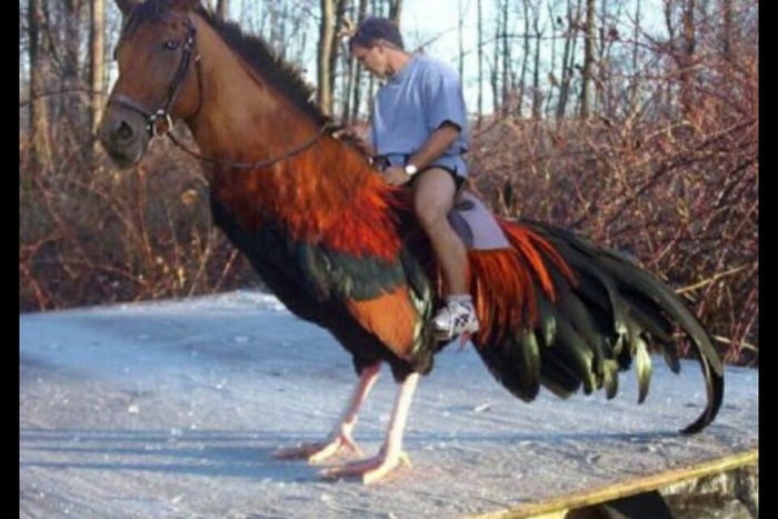 Guy Riding Horse Cock 9gag