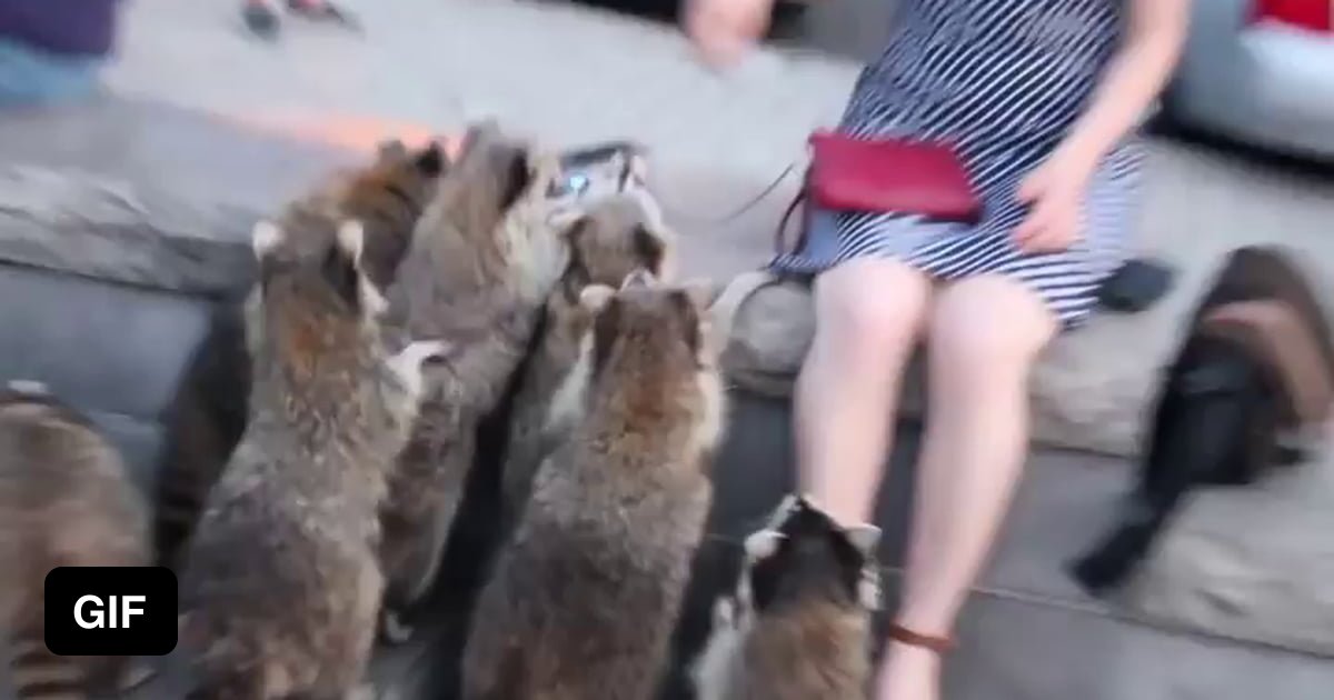 Group Of Raccoons Try To Steal A Power Bank 9gag 5256