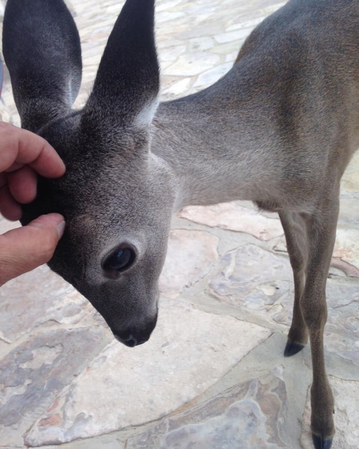 Baby deer wants scratches - 9GAG