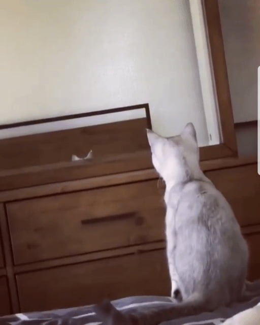 This cat just discovered that he has ears 9GAG