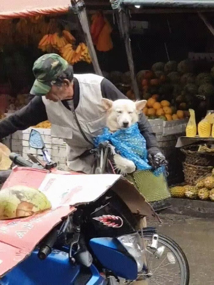 Elderly Chinese man protecting his dog from the rain - 9GAG