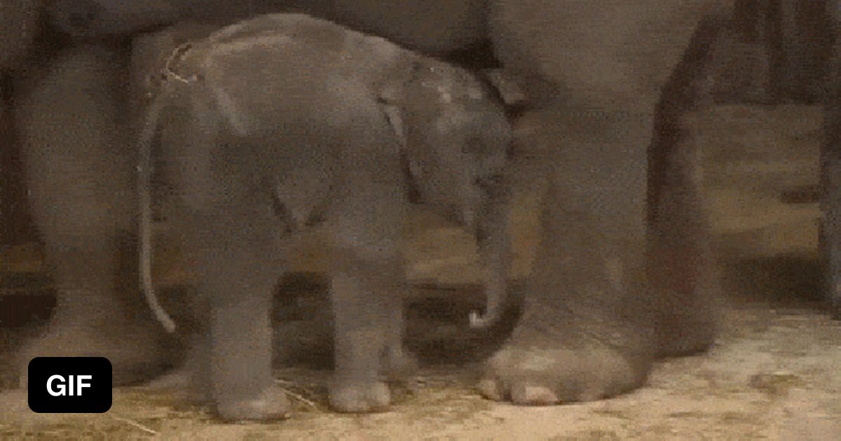 Elephant Sex Gif