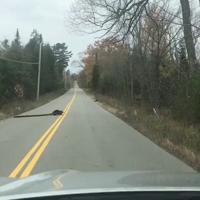 Why did the beaver cross the road? 9GAG