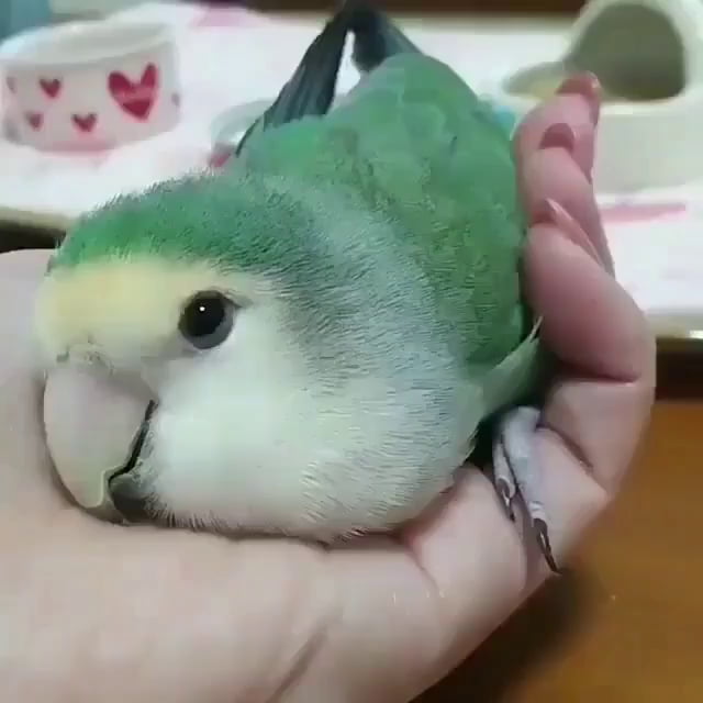 birb plushie