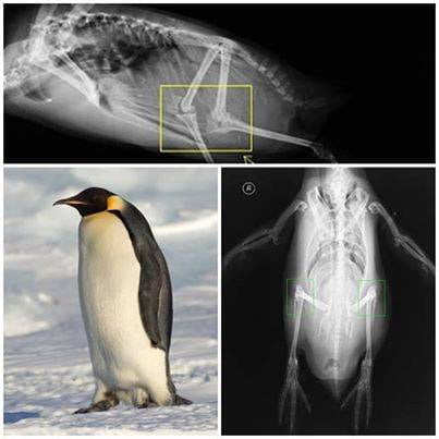 Penguins have knees... even Kowalski - 9GAG