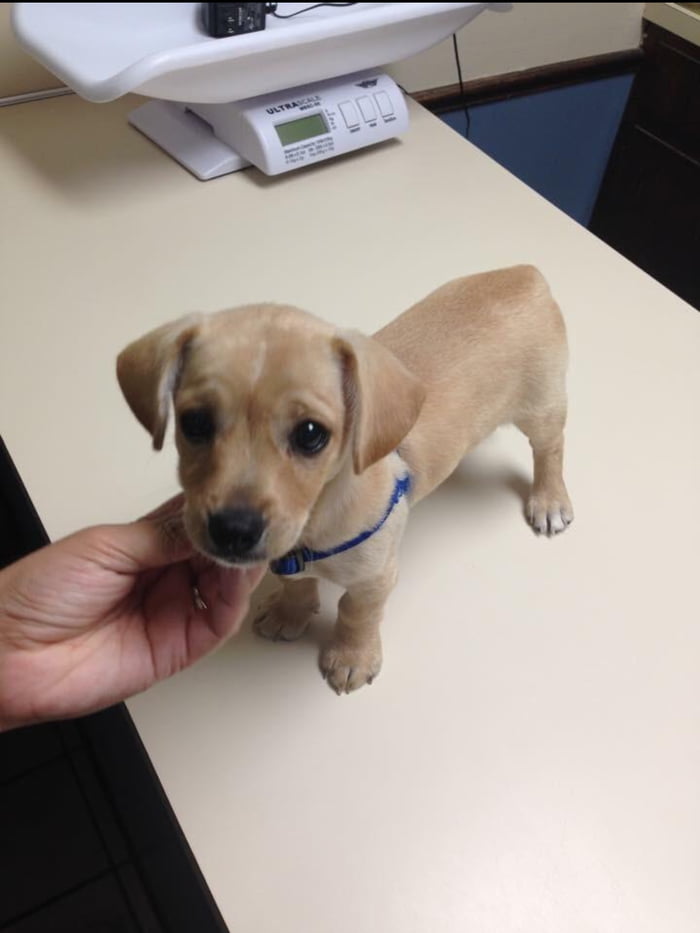 Her first time at the vet - 9GAG