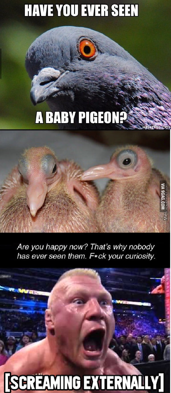 To The Guy Who Posted About Baby Pigeons 9gag