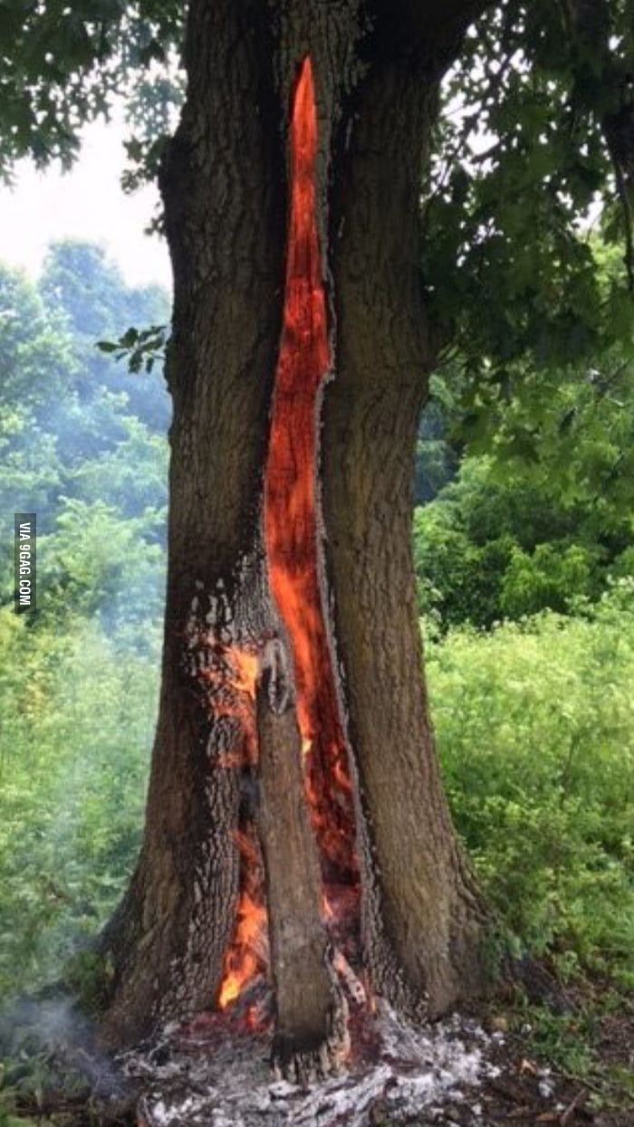 This Oak Tree Burning From The Inside Out From Being Struck By Lightning 9gag 