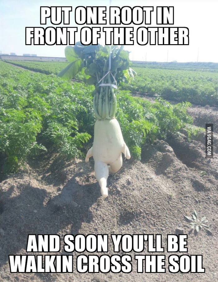 What came to mind when I saw the evolved radish. 9GAG