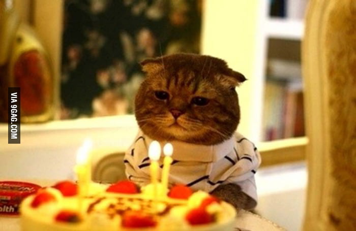 Sad Birthday Cat Is Sad 9gag 3099