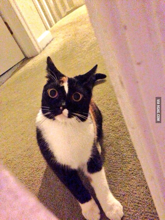 I think my cat found something 9GAG