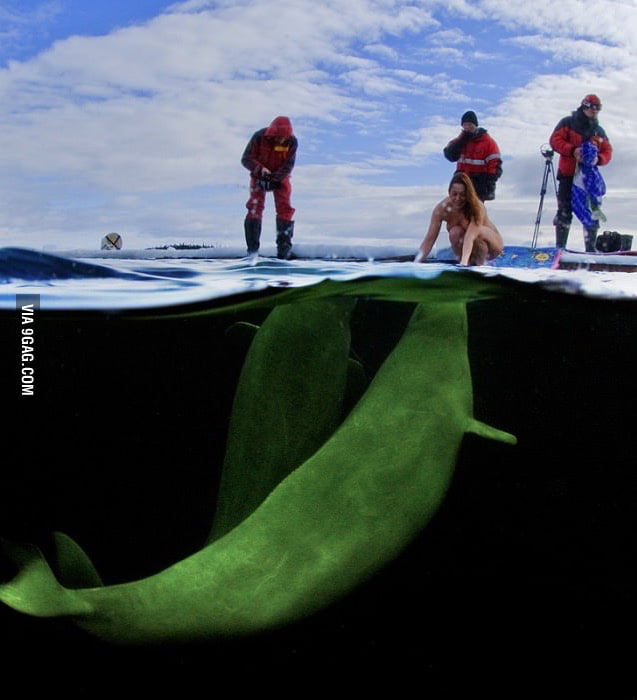 Russian Scientist Natalia Avseenko Preparing To Swim Naked With Beluga Whales 9gag