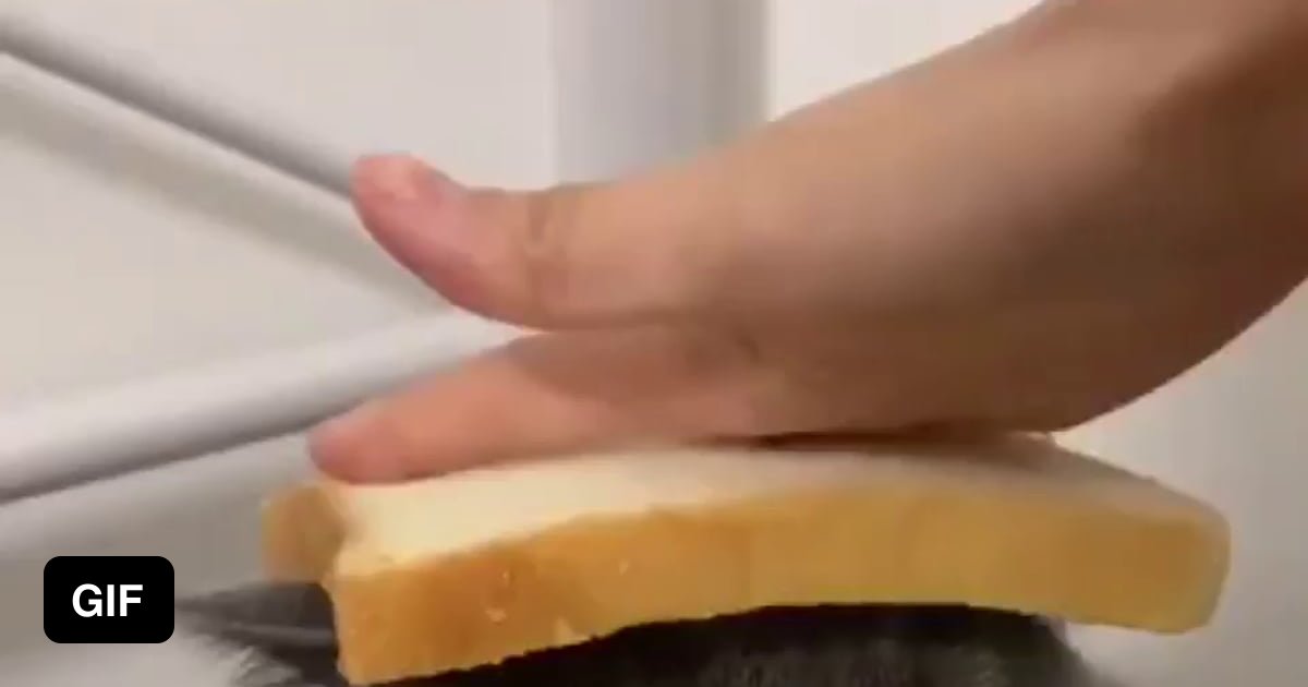 Inbread cat - 9GAG