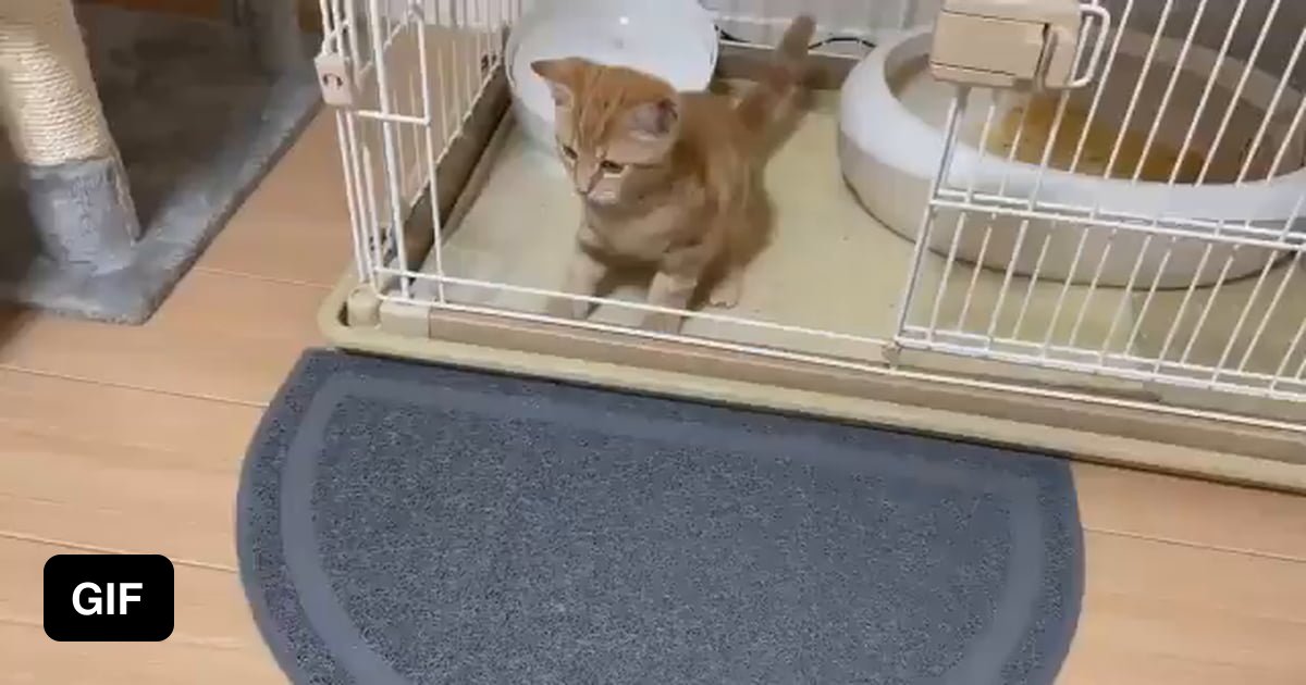 This is a new mat designed to remove kitty litter particles from the