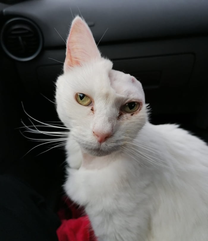 This cat survived cancer 9GAG