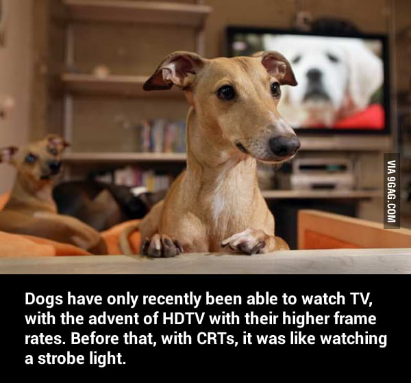 So, basically before HDTV, It would have appeared to a dog that their
