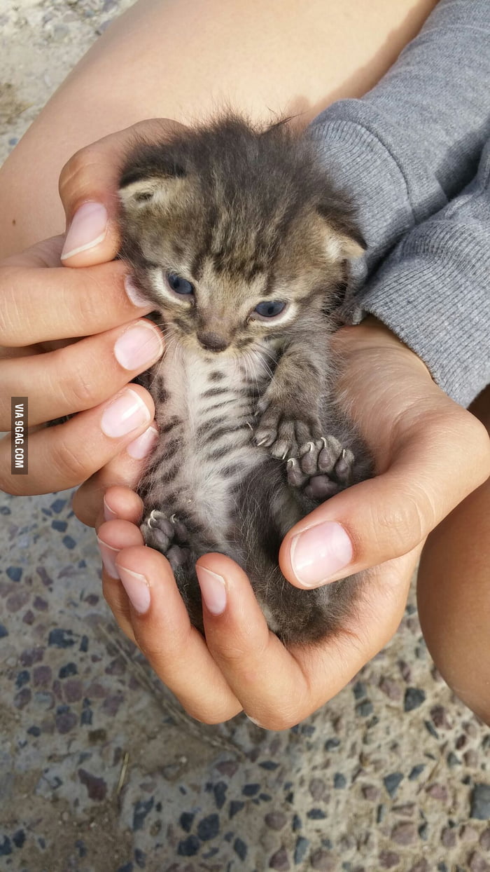The smallest kitten of the litter 9GAG