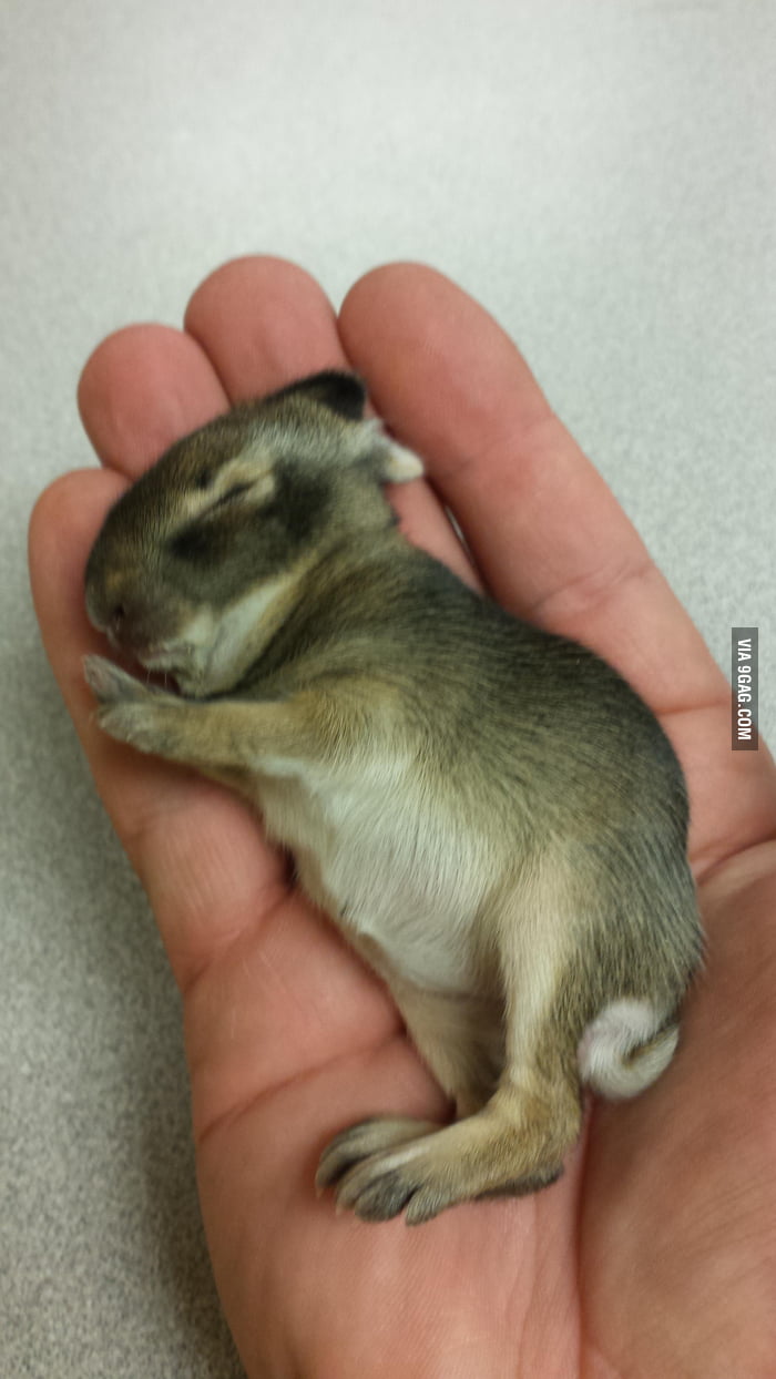 I'm gonna jump on this bunny train while it's still hot. 1 week old