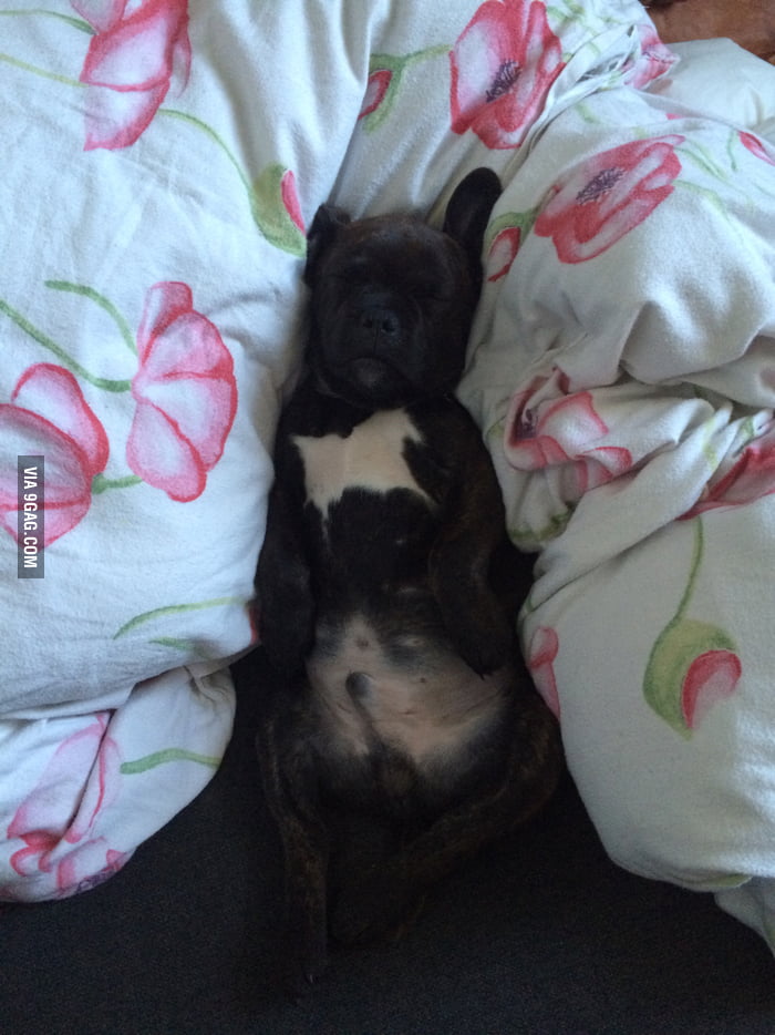 Came home to see my dog sleep like this... - 9GAG