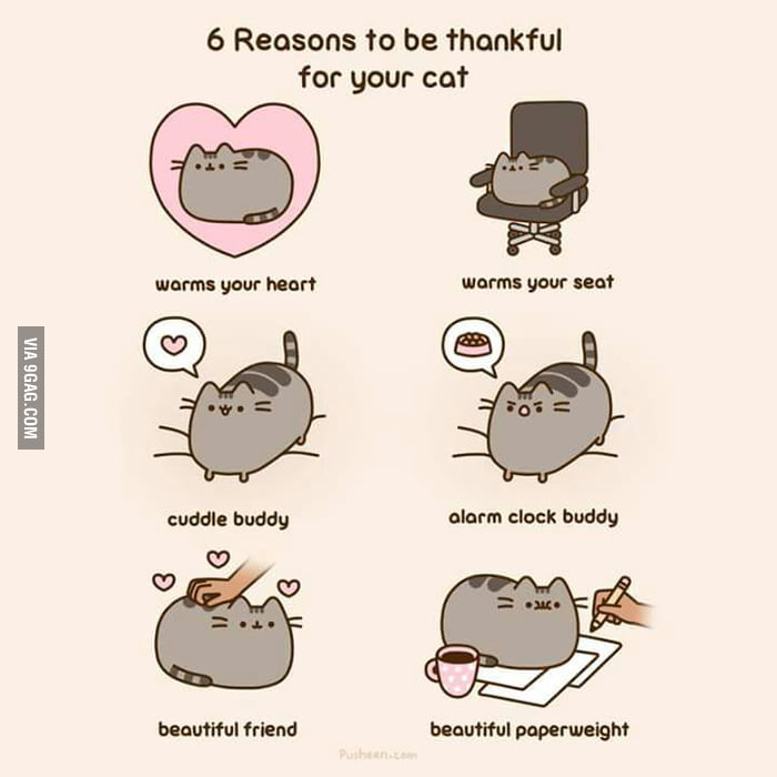 Gotta love cats, Pusheen is a beautiful pillow on my couch too - 9GAG