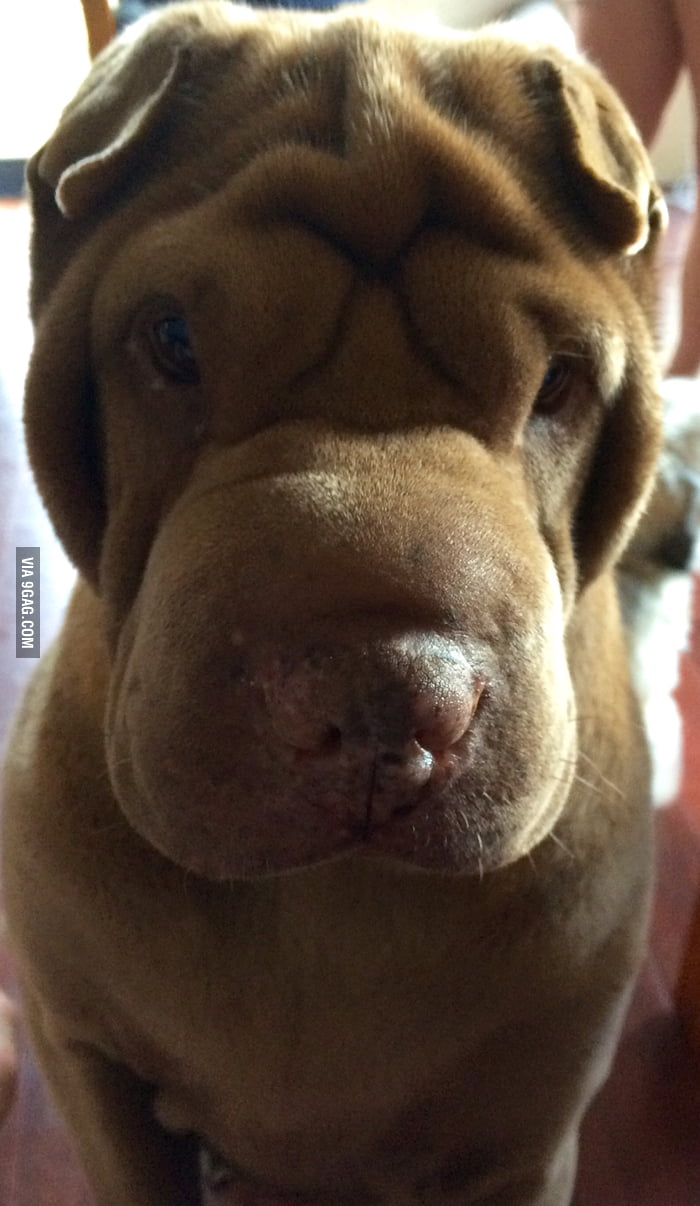 She Will Keep Give Me This Look Until I Pet Her 9GAG