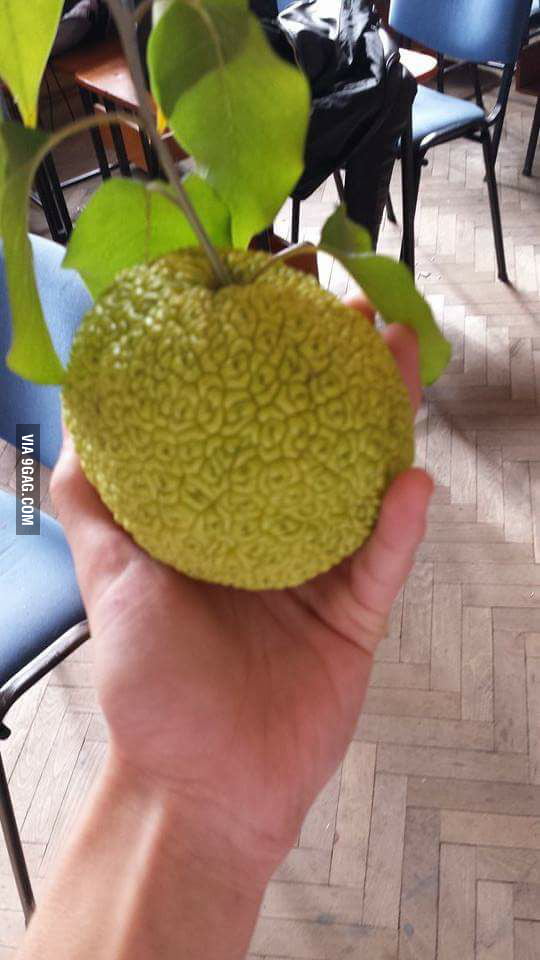 Found a Devil Fruit - 9GAG