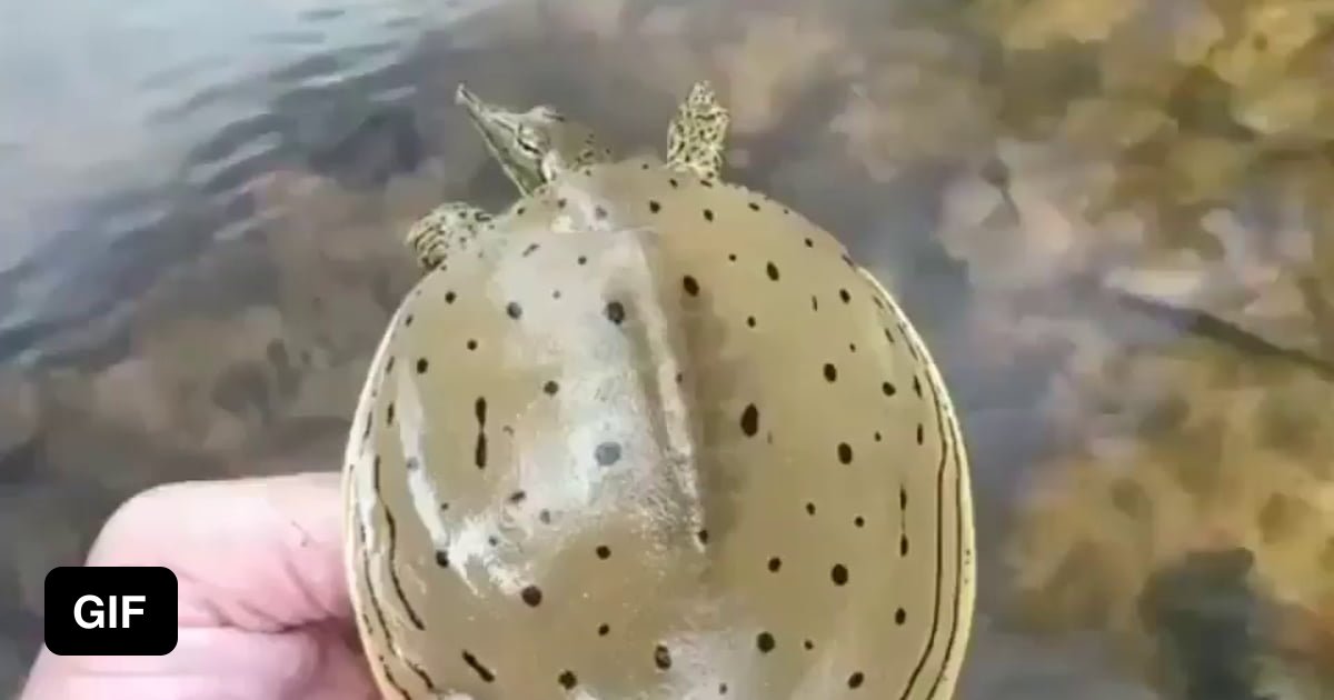 An Incredibly Fast Turtle - 9GAG
