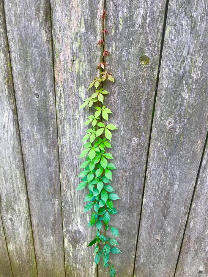 The colors of this vine 9GAG
