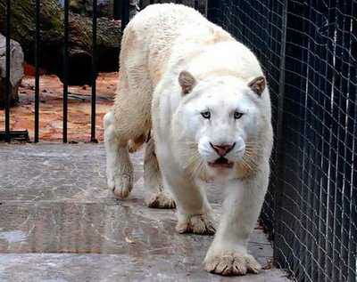 Albino Panther: the first albino superhero! - 9GAG