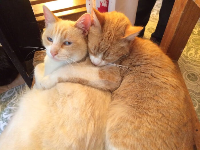 cats loving each other