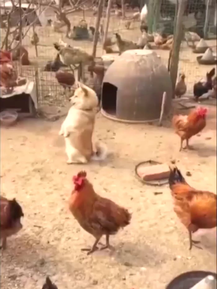 Day 45, still no foxes in the hen house. 9GAG