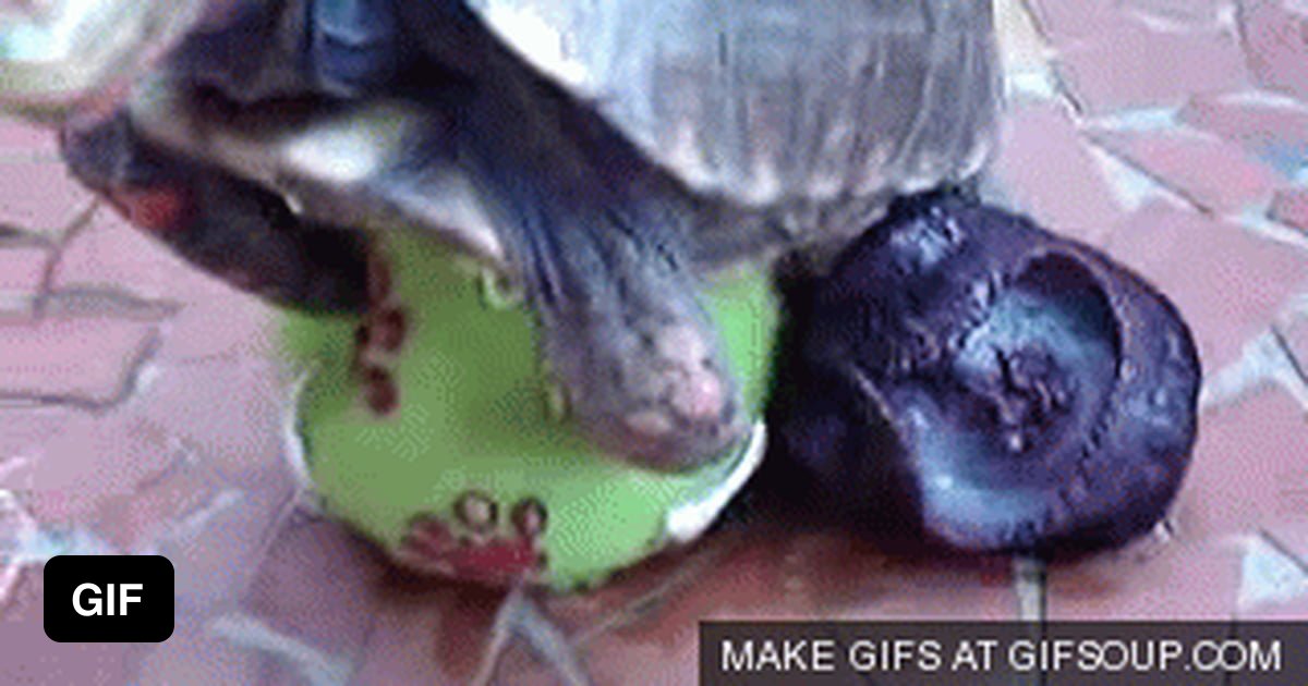 Turtle Cums On Camera